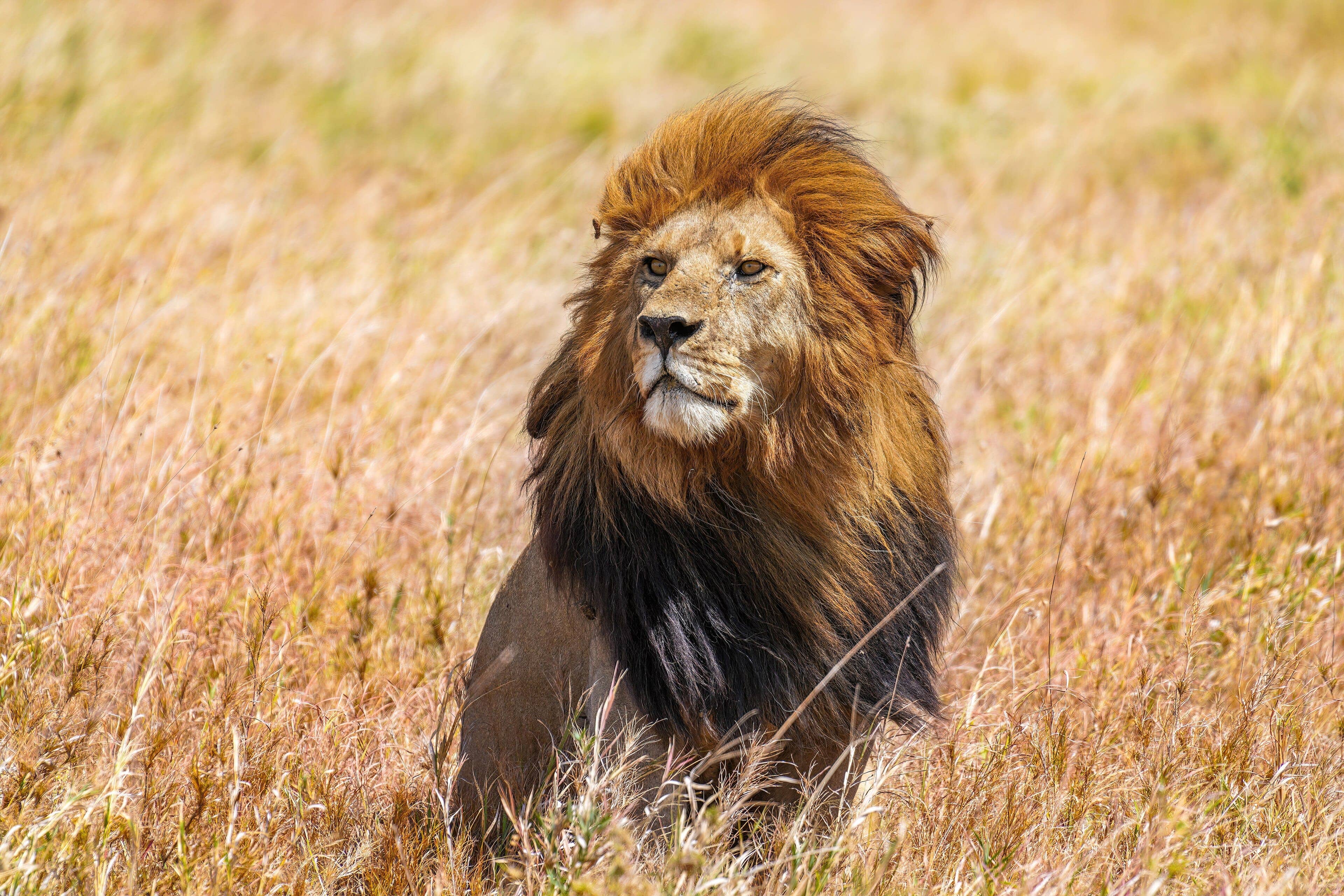 Serengeti, where Lemala Nanyukie is
