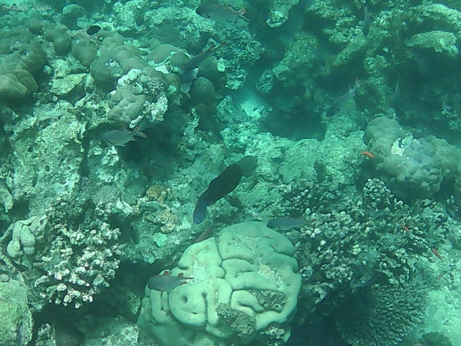 Hard corals and small reef fish on a shallow reef
