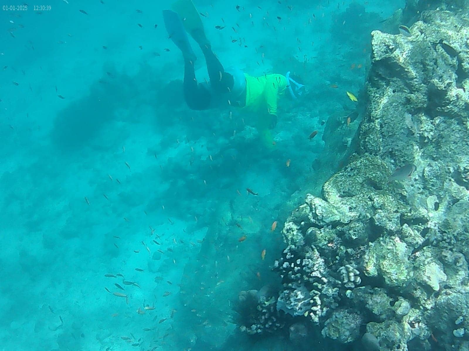 A snorkeller swimming along a coral wall in clear turquoise water