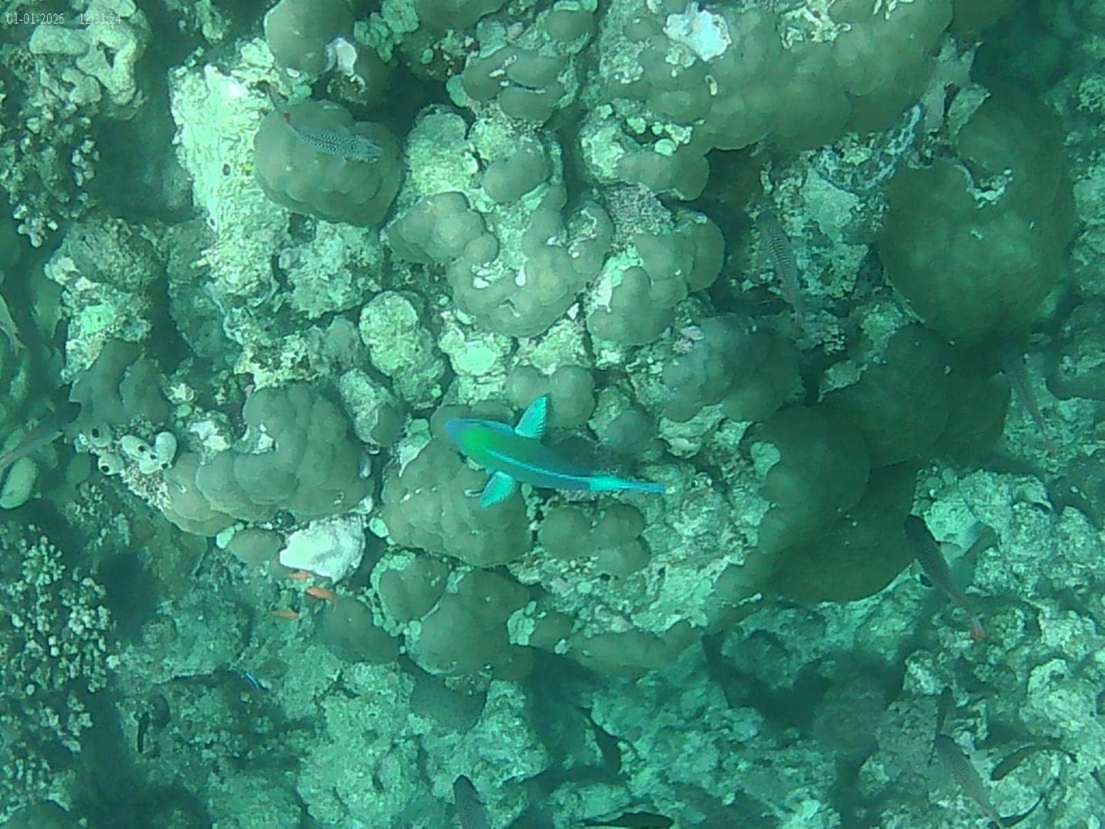 Reef fish over coral heads in clear water