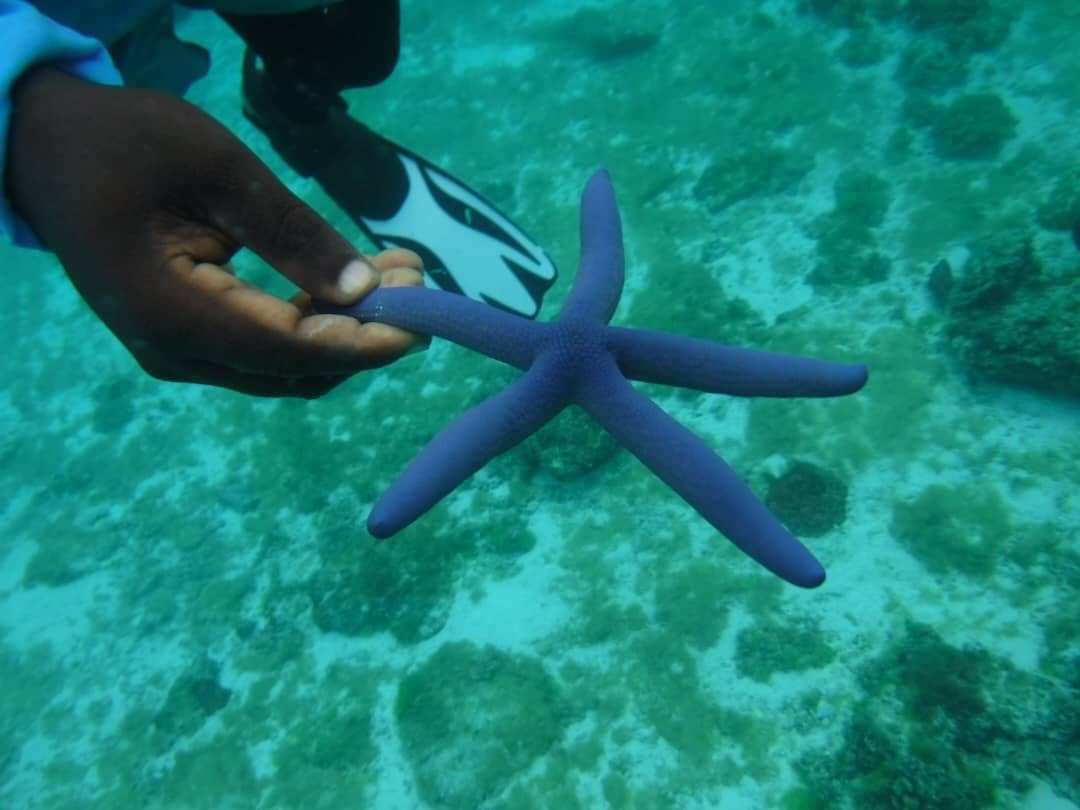A guide's hand holding a blue starfish just under the surface