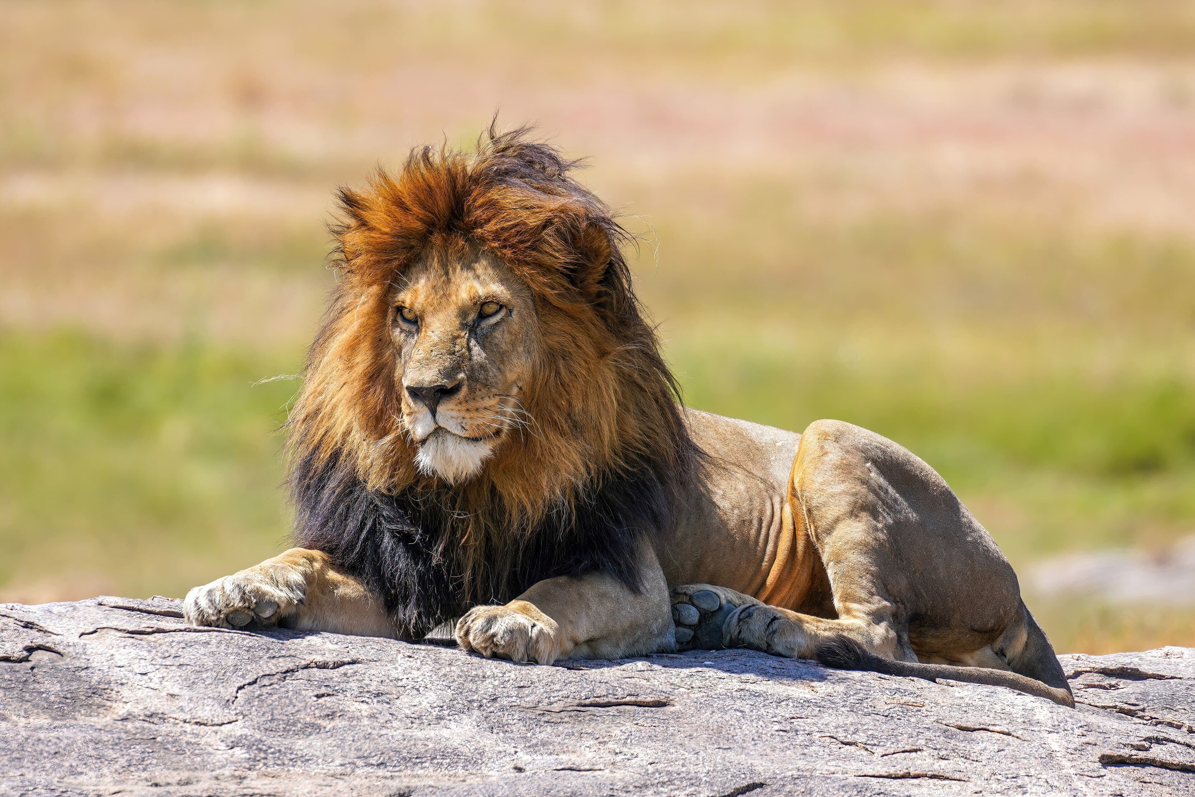 A male lion resting on a kopje in the Serengeti, ninety minutes by air from Zanzibar